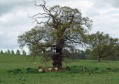Gammalt träd