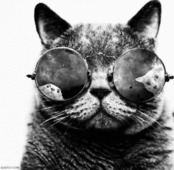Katt i solglasögon